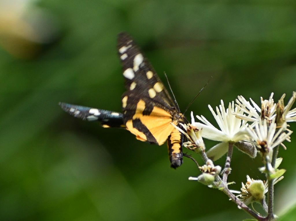 Erebidae Arctiinae: Callimorpha dominula?  S !